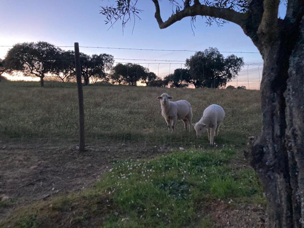 Vila Monte Do Pombal Sousel Exteriér fotografie
